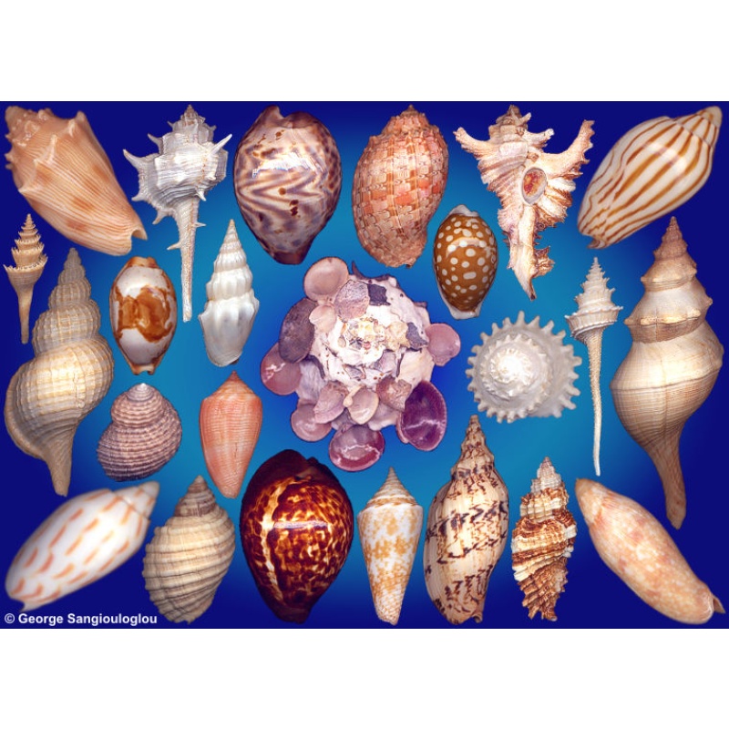 Seashells composition from auction September 2025