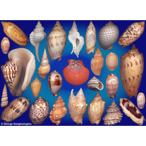 Seashells composition from auction September 2026
