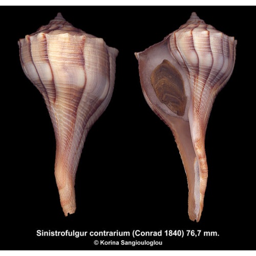 Sinistrofulgur contrarium Gorgeous Small!
