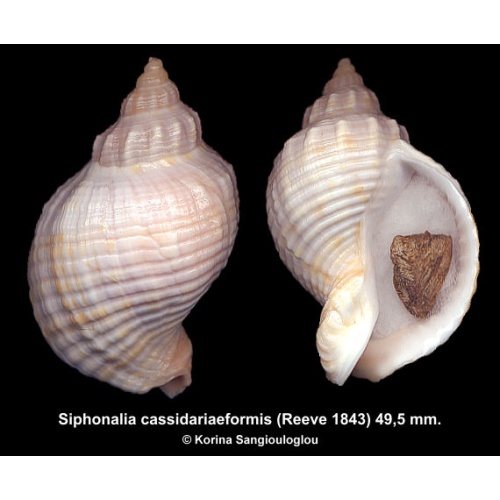 Siphonalia cassidariaeformis Gorgeous Cream!