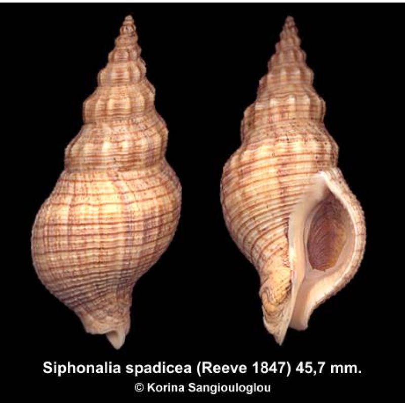 Siphonalia spadicea Outstanding Superb!