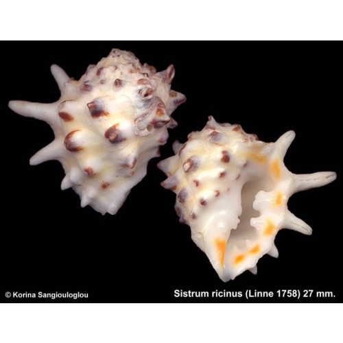 Sistrum ricinus Gorgeous!