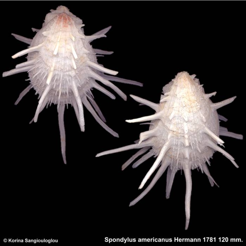 Spondylus americanus Gorgeous Superb Long spines!