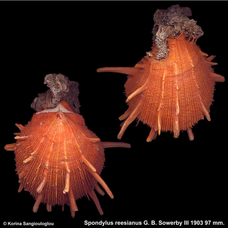 Spondylus reesianus Gorgeous Superb Orange!