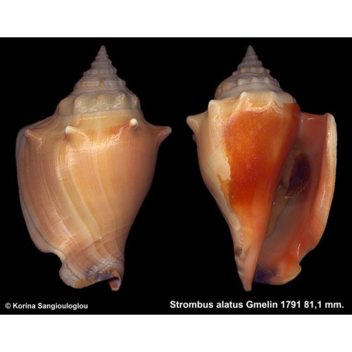 Strombus alatus Gorgeous Knobby!