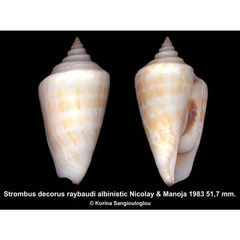 Strombus decorus raybaudi albinistic Outstanding Uncommon!