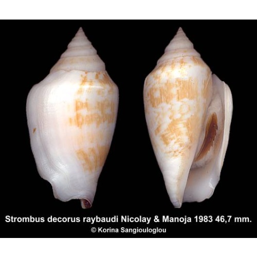 Strombus decorus raybaudi Gorgeous Exceptional Bicolor!