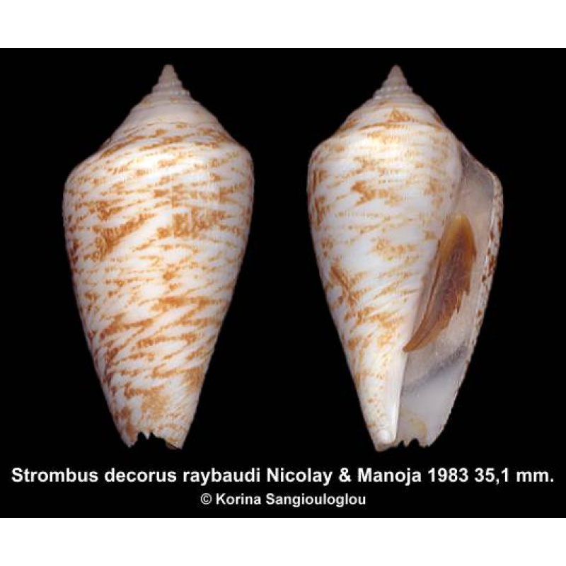 Strombus decorus raybaudi Gorgeous Exceptional Zigzag Pattern!