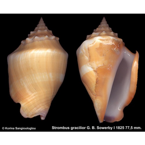 Strombus gracilior Gorgeous Yellow!
