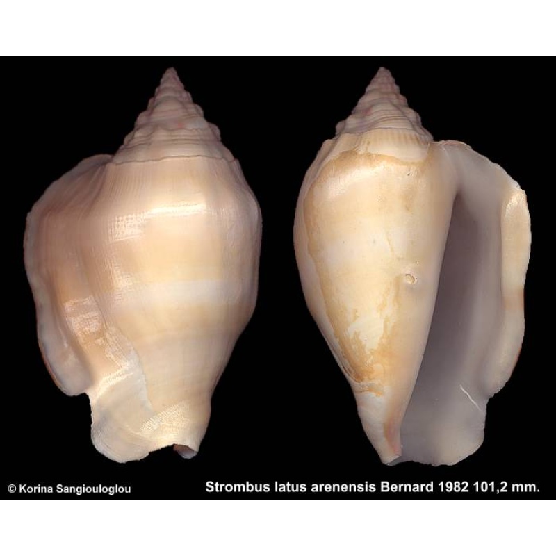 Strombus latus arenensis Gorgeous Large!