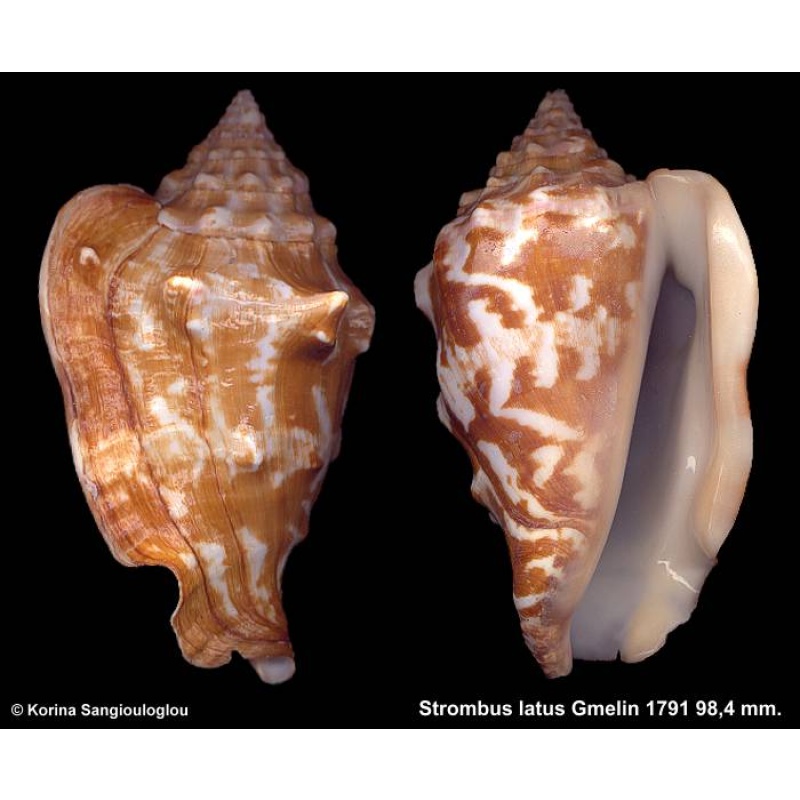 Strombus latus Gorgeous Dark Superb!