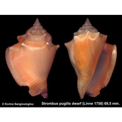 Strombus pugilis dwarf Gorgeous Superb!