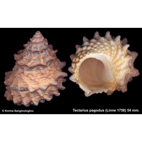 Tectarius pagodus Gorgeous Superb!