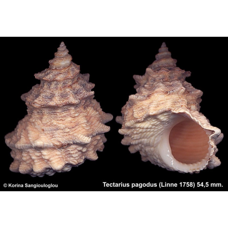 Tectarius pagodus Gorgeous Superb!