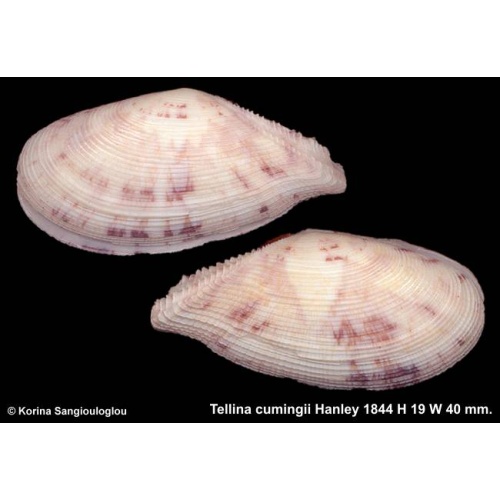 Tellina cumingii Gorgeous!