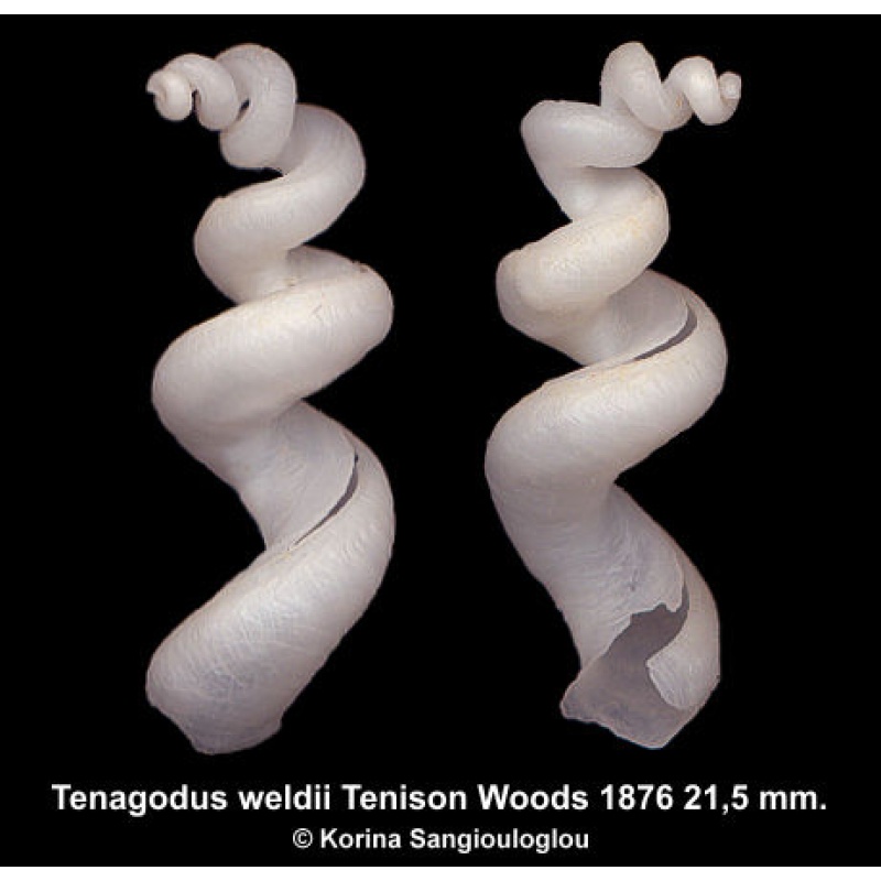 Tenagodus weldii Tenison Outstanding Rare!