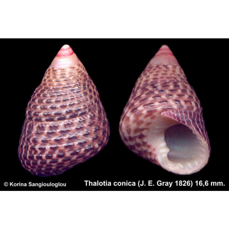 Thalotia conica Gorgeous!