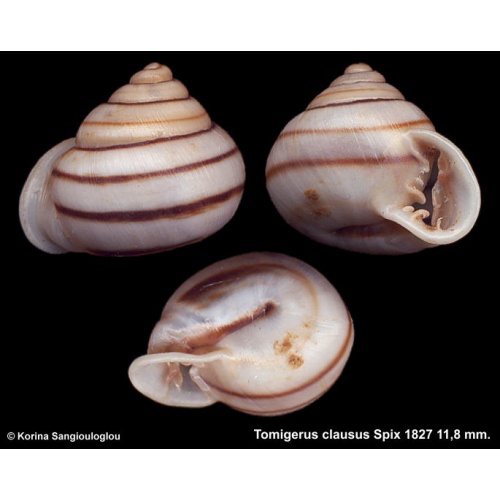 Tomigerus clausus Gorgeous Probably A New Species!