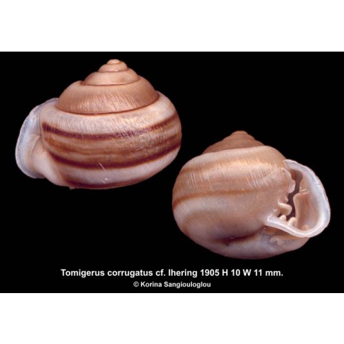 Tomigerus corrugatus cf. Gorgeous!