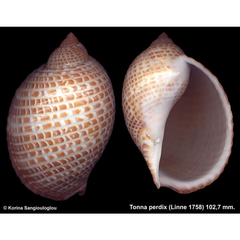 Tonna perdix Gorgeous!