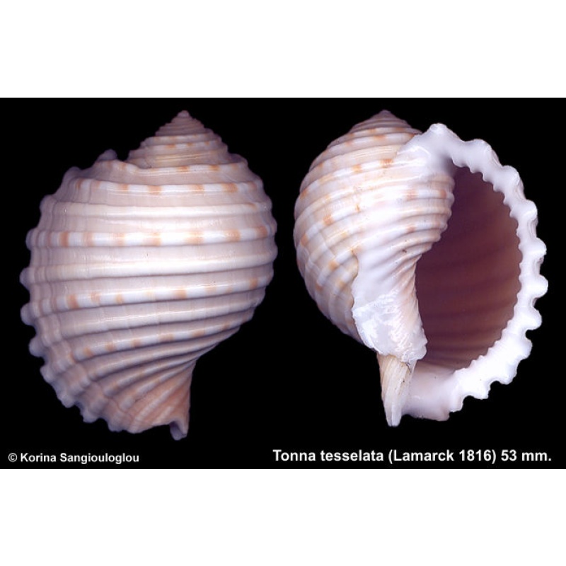 Tonna tesselata Gorgeous Superb!
