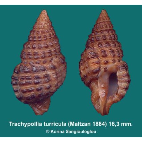 Trachypollia turricula Outstanding!