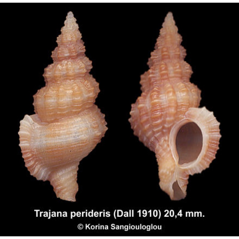 Trajana perideris Gorgeous Superb!