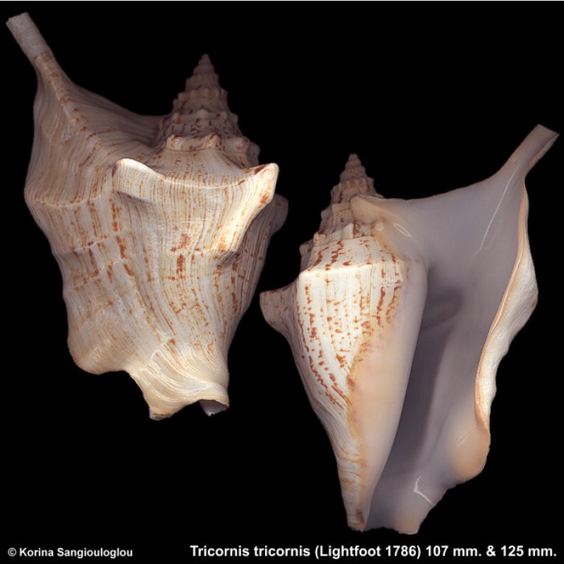 Tricornis tricornis Gorgeous Superb!