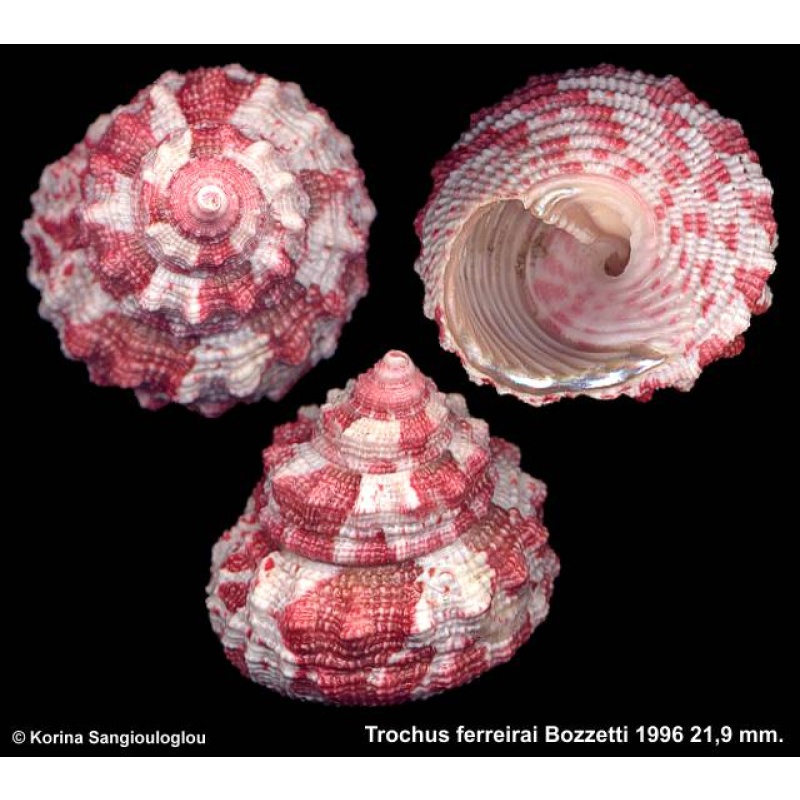 Trochus ferreirai Gorgeous!