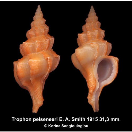 Trophon pelseneeri Gorgeous Large Orange!