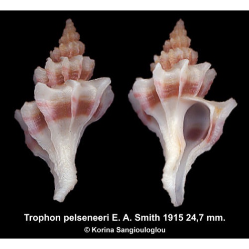 Trophon pelseneeri Gorgeous Superb White/Brown!