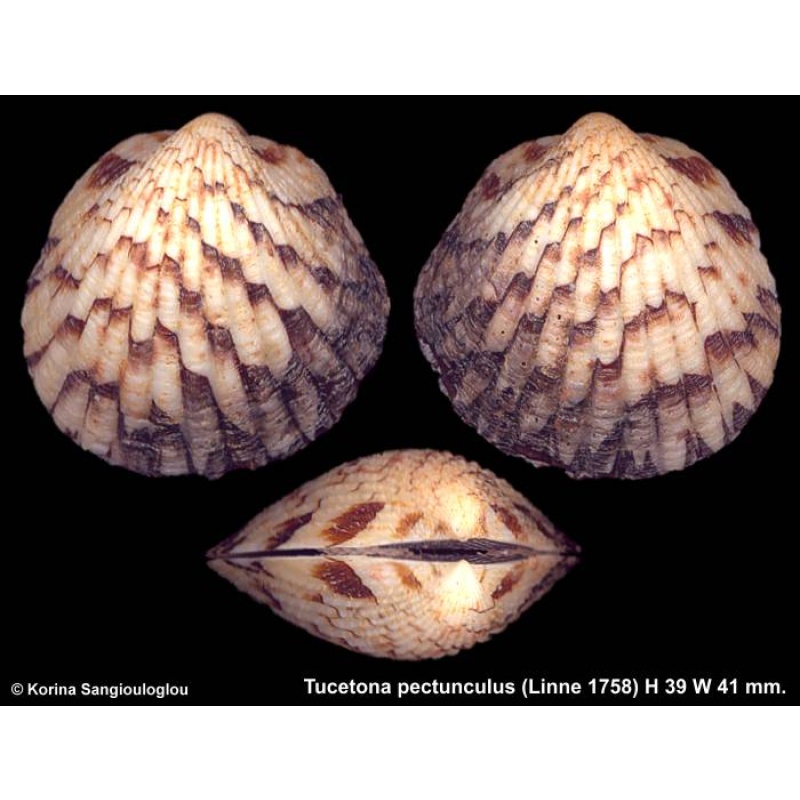 Tucetona pectunculus Gorgeous!