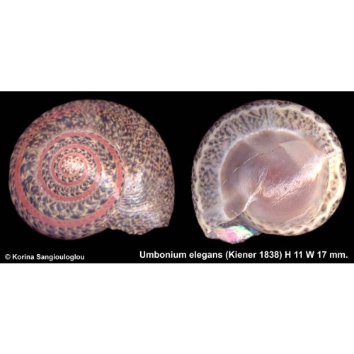 Umbonium elegans Gorgeous Red Band!