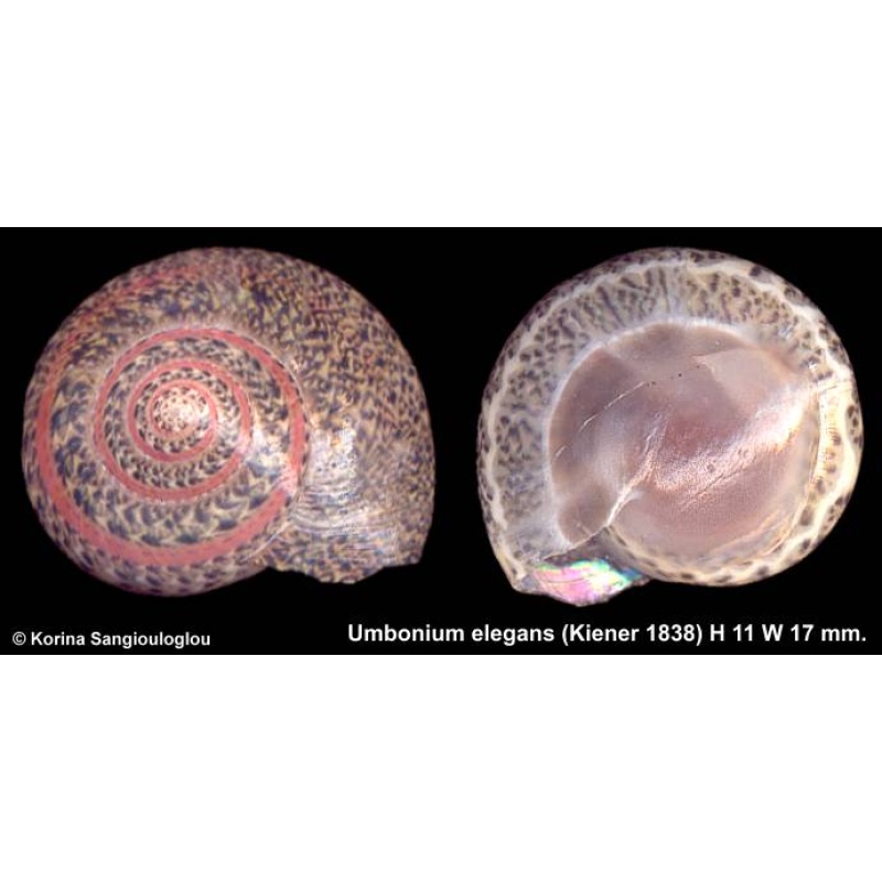 Umbonium elegans Gorgeous Red Band!