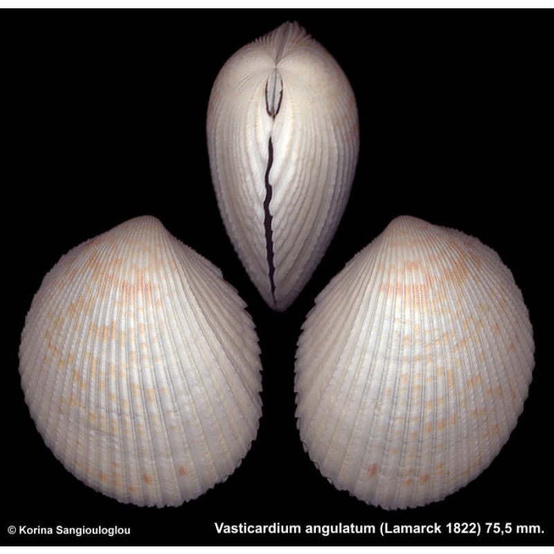 Vasticardium angulatum Gorgeous!