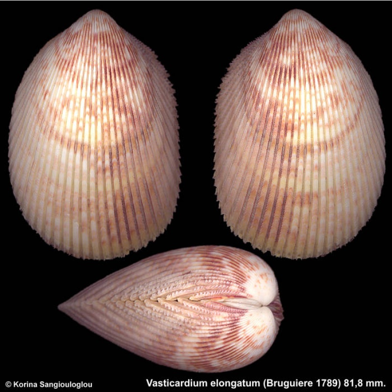 Vasticardium elongatum Gorgeous Large Heavy!