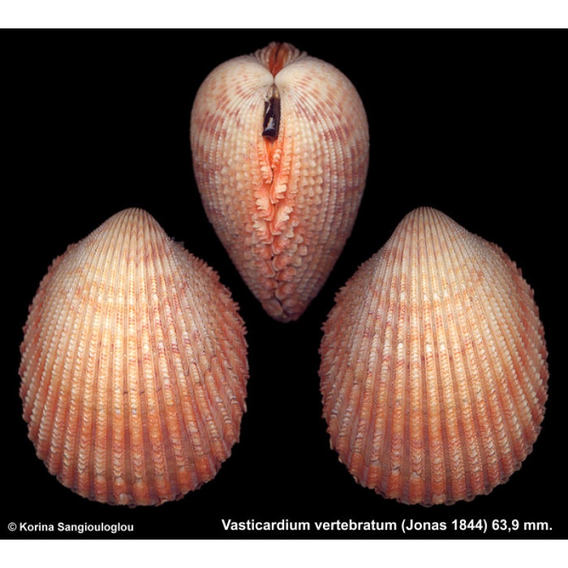 Vasticardium vertebratum Gorgeous Colorful Extra Large!