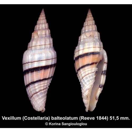 Vexillum (Costellaria) balteolatum Gorgeous Superb!