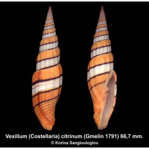 Vexillum (Costellaria) citrinum Gorgeous Extra large!