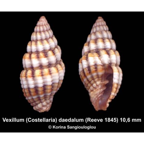 Vexillum (Costellaria) daedalum Gorgeous Colorful!