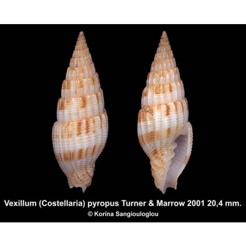 Vexillum (Costellaria) pyropus Gorgeous!