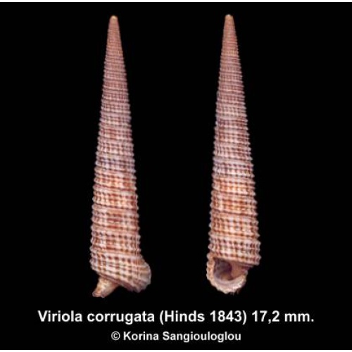 Viriola corrugata Outstanding Large!