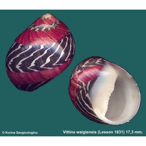 Vittina waigiensis Gorgeous Red/Black!