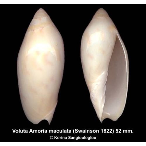 Voluta Amoria maculata Gorgeous Pale form!