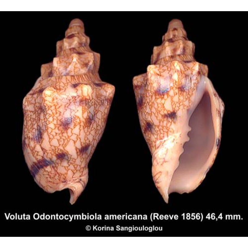 Voluta Odontocymbiola americana Gorgeous Knobby!