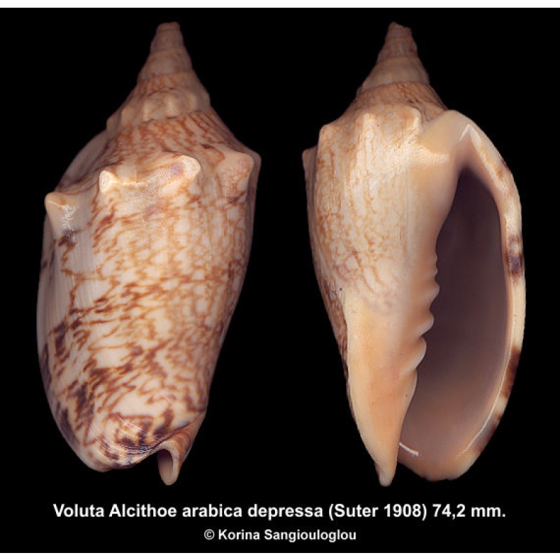 Voluta Alcithoe arabica depressa Gorgeous Ornamented!