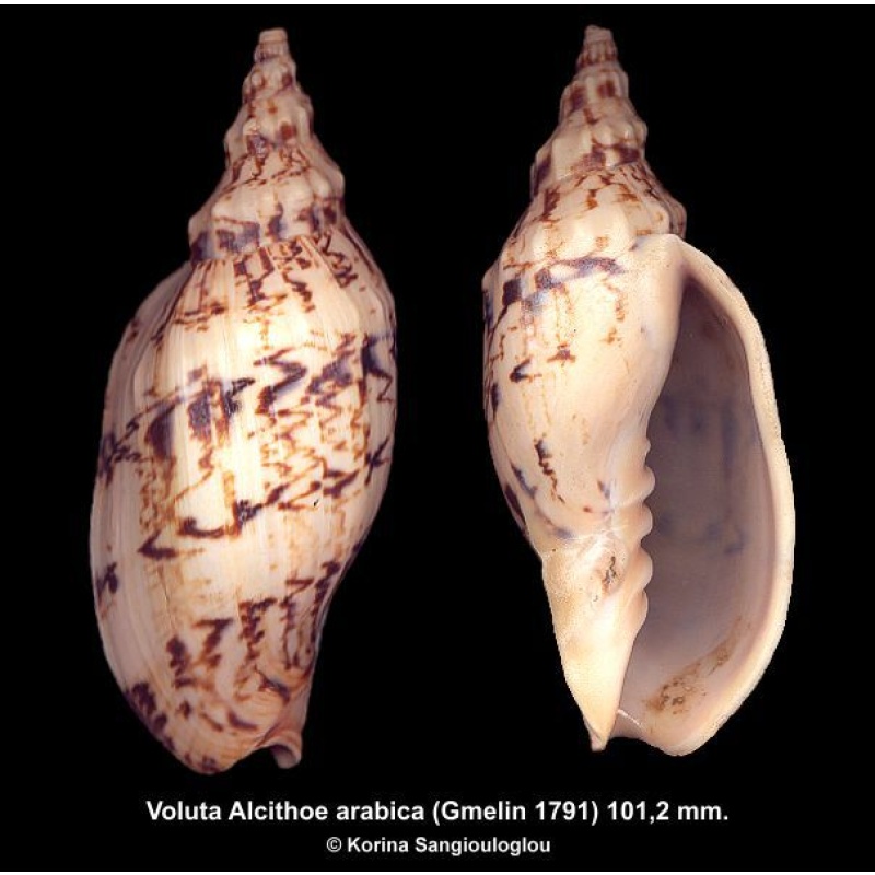 Voluta Alcithoe arabica Gorgeous Ornamented!