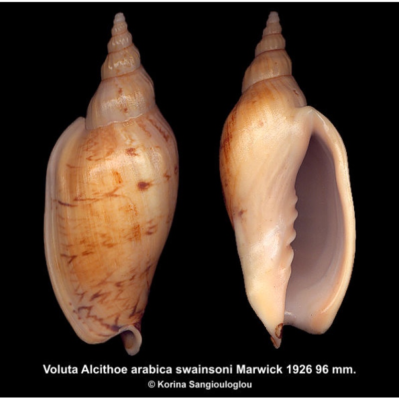 Voluta Alcithoe arabica swainsoni Gorgeous Thick Heavy!
