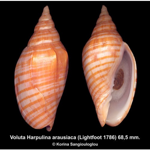 Voluta Harpulina arausiaca Gorgeous Orange!