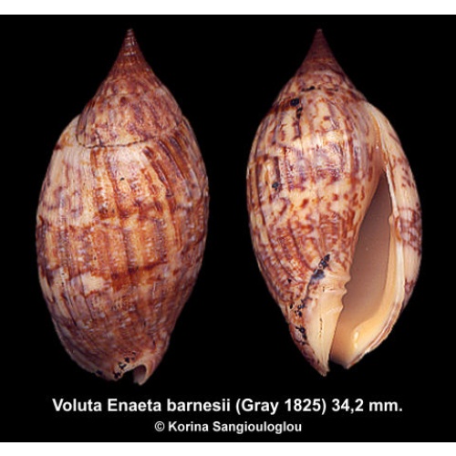 Voluta Enaeta barnesii Outstanding Large Dark!